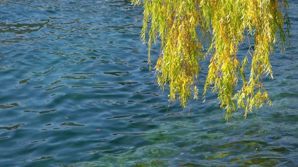 Rhine River Riverbank and Leaves near Zurich alt