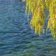Rhine River Riverbank and Leaves near Zurich - VideoHive Item for Sale