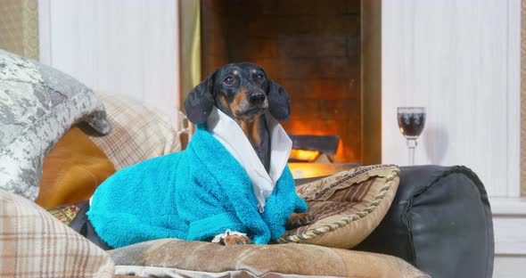 dressing gown for sausage dog