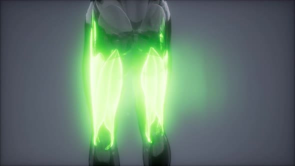 Thigh Muscles - Visible Muscle Anatomy Map alt