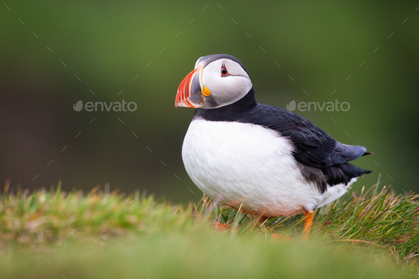 Puffins, Nature