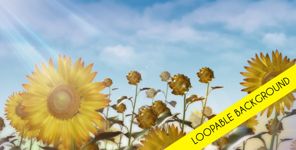 Sunflowers Loopable Background