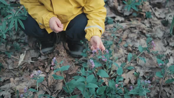 Child in Yellow Hooded Raincoat and a White Hat is Plucking Flowers of in Forest alt