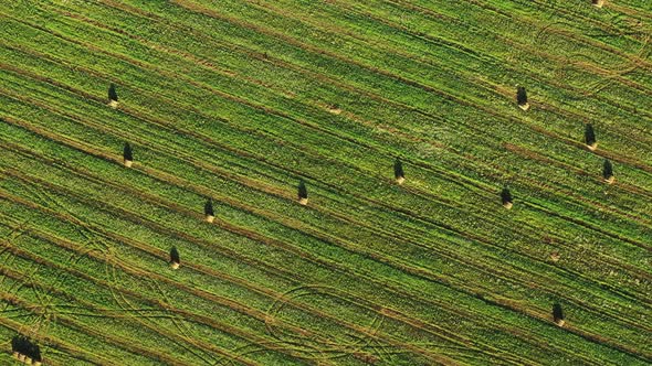 Aerial View of Summer Field Landscape With With Dry Hay Bales During Harvest alt