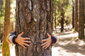 woman hands hug a pine in the forest for nature love and feeling and care - PhotoDune Item for Sale
