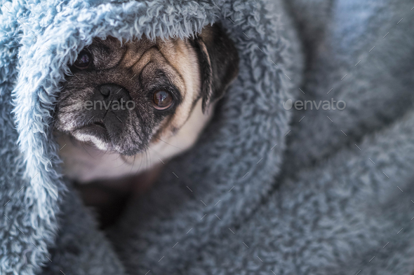 nice beautiful hidden dog pug play and stay curious in a blue cover at home