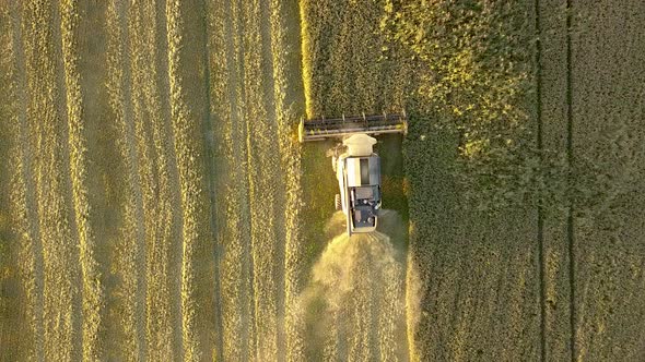 Aerial view of combine harvester harvesting large golden ripe wheat field. Agriculture from drone  alt