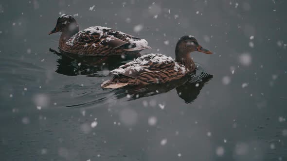 Ducks in winter on the lake with snowfall. slow motion snowflakes.