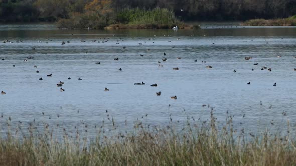 Ducks in a lake at Amvrakikos National Park alt