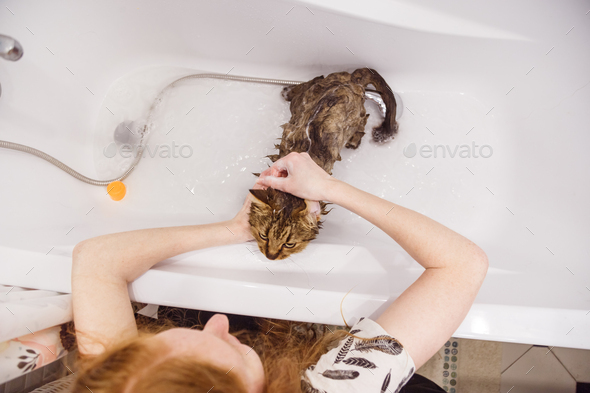 Washing the cat in the bathroom. Wet cat in the bathtub having shower