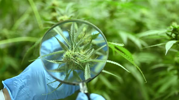 Cinematic shot of marijuana cannabis weed plants growing farm. Shot in 4K alt