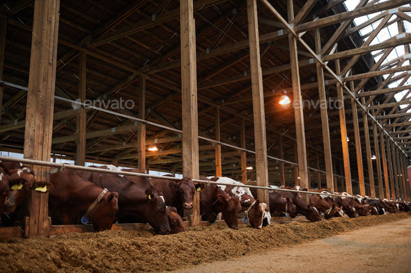 Livestock at Dairy Farm - Stock Photo - Images