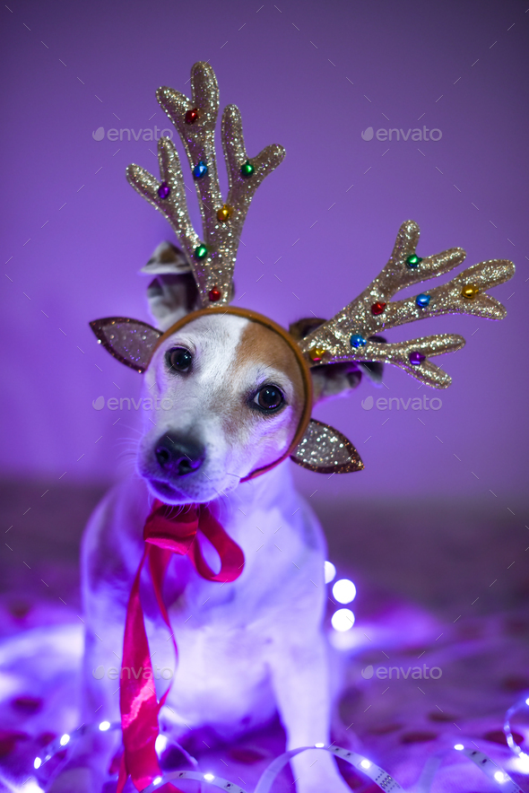Funny dog in deer costume with antlers, sparkling garland, masquerade Stock Photo by ira_evva