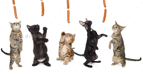 Group of kittens hunting for sausages