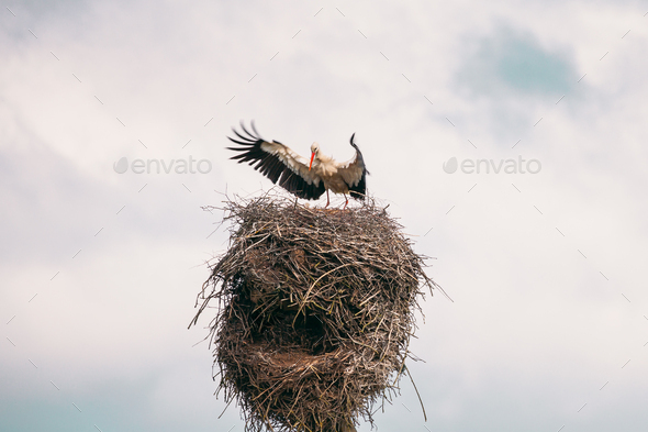 Adult European White Stork - Ciconia Ciconia - Flying And Landing To Nest In Sunny Spring Day - Stock Photo - Images