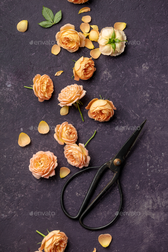 Floral pattern with fresh garden roses and scissors on dark purple background