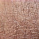 Human Skin Texture - VideoHive Item for Sale