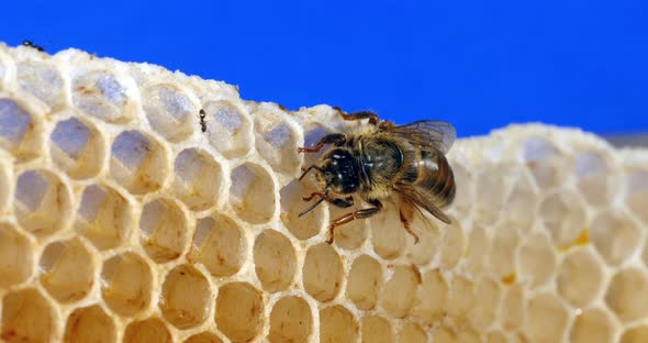 European Honey Bee, apis mellifera, Queen on a Young Wax Ray, Bee Hive in Normandy, Real Time 4K alt