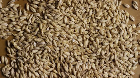 Rotating shot of barley and other beer brewing ingredients - BEER BREWING alt