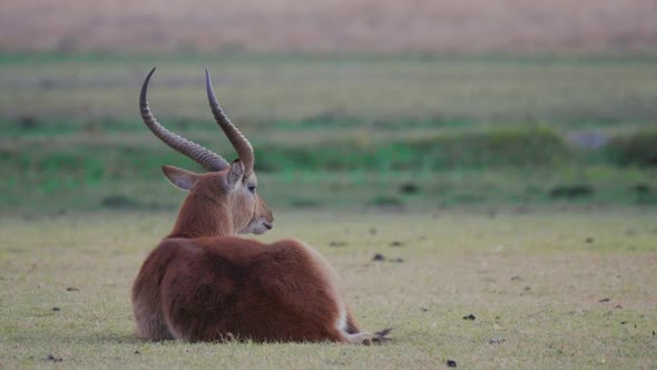 Red Lechwe antelope rests in an open grassland plain. Telephoto shot, hot air shimmering. alt