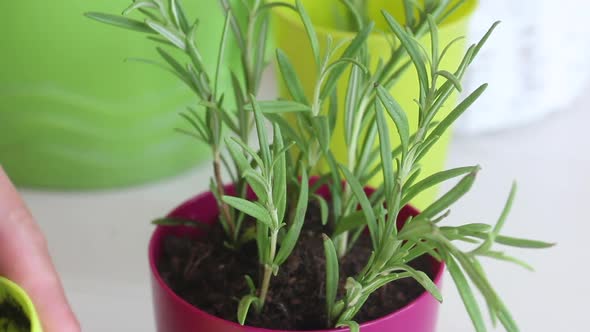 A Woman Puts Rosemary Sprouts With Sprouted Roots In A Pot With Soil. Adds Soil To Them alt