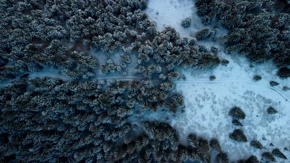 Drone Follow Road Into a Frozen Pine Forest in Winter