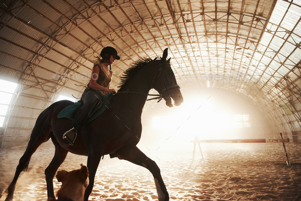 Majestic image of horse horse silhouette with rider on sunset background. The girl jockey on the