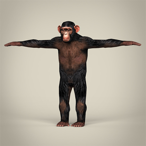 Low Poly Chimpanzee - 3Docean 29338658