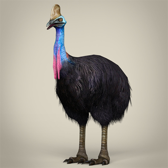 Low Poly Cassowary - 3Docean 29338670