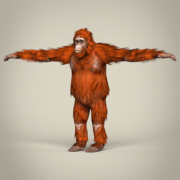 Low Poly Orangutan - 3Docean 29338696