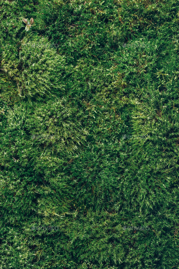 Natural green moss background. Top view. Copy space. Biophilic design.  Organic, wild nature concept Stock Photo by jchizhe