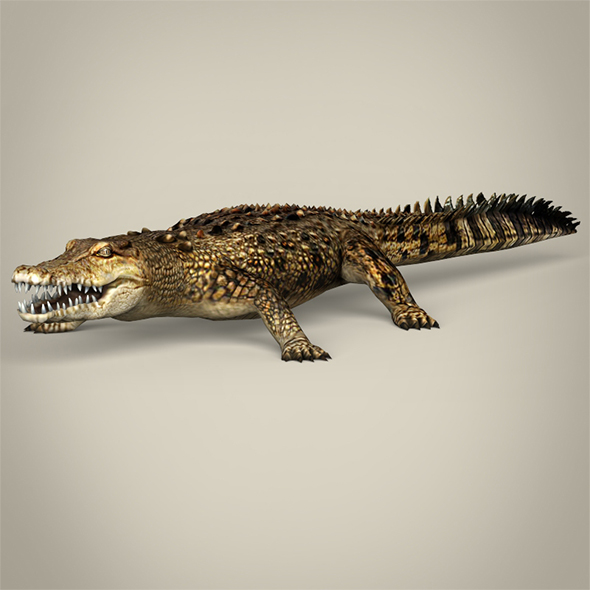 Low Poly Crocodile - 3Docean 29338773