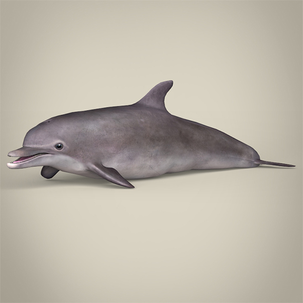 Low Poly Dolphin - 3Docean 29338804
