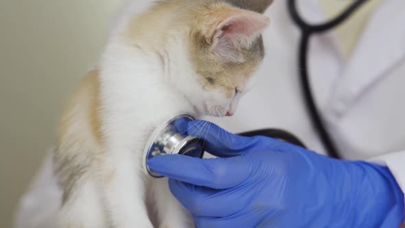 Attractive Vet Examining Kitten with Stethoscope in Hospital