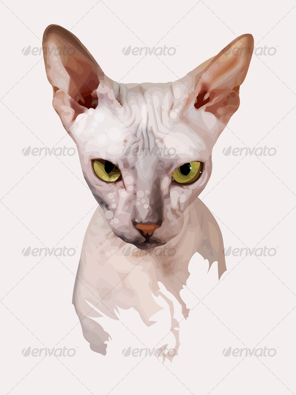 Portrait of a Cat on an White Background - Animals Characters