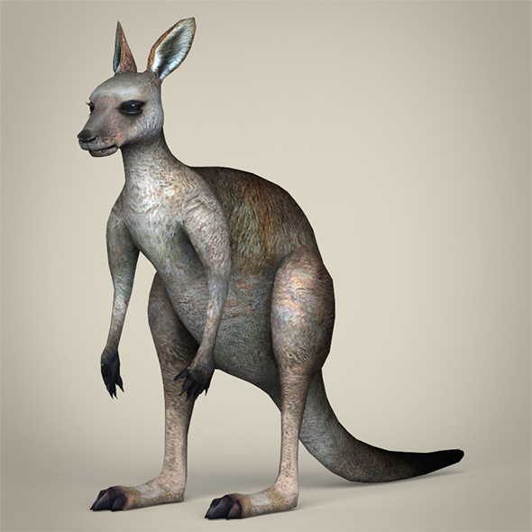 Low Poly Kangaroo - 3Docean 29360201