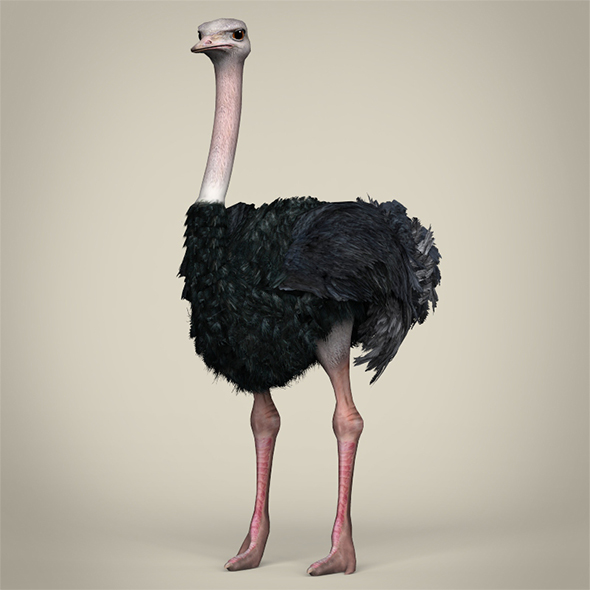 Low Poly Ostrich - 3Docean 29360470