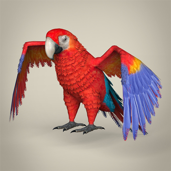Low Poly Parrot - 3Docean 29360491