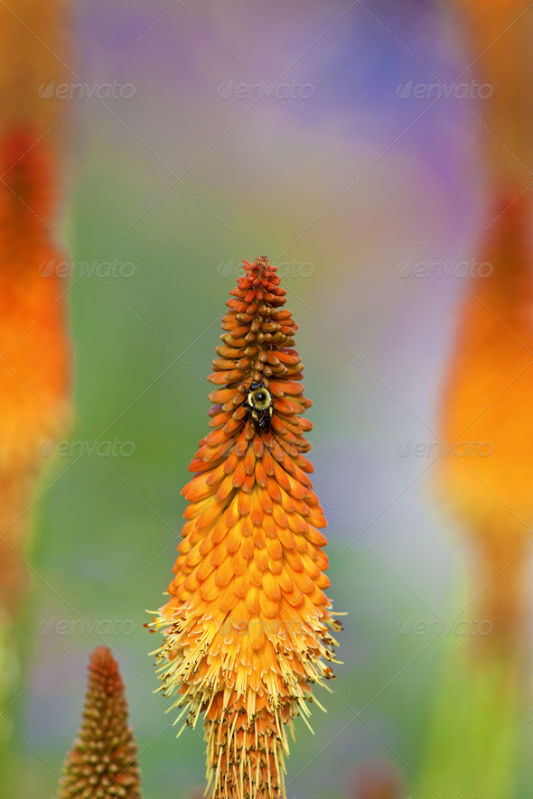 Torch Lily Flower - Stock Photo - Images