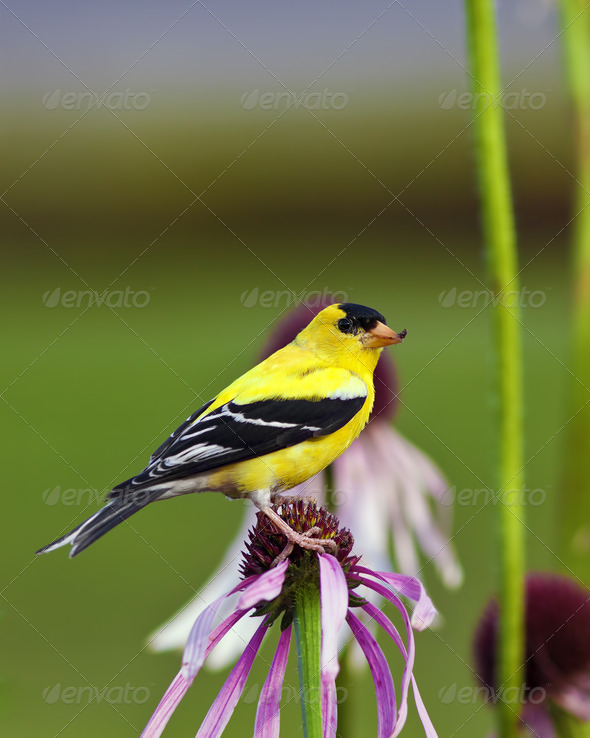 Wild Canary Bird - Stock Photo - Images