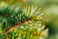 Natural Branch Pine Christmas Tree with Needles Growing in Forest. Close-Up View of Green Spruce - PhotoDune Item for Sale