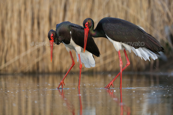 Couple of black storks walking side by side during courting ritual in wetland