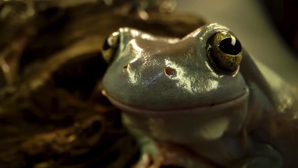 Australian Green Tree Frog Sitting Against Wooden Snag in Black Background. Close Up alt