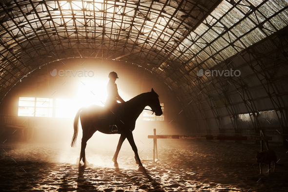 Majestic image of horse horse silhouette with rider on sunset background. The girl jockey