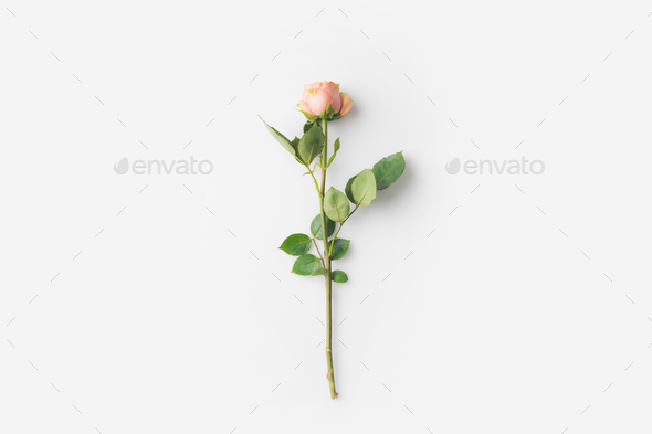 beautiful rose flower with stem isolated on white