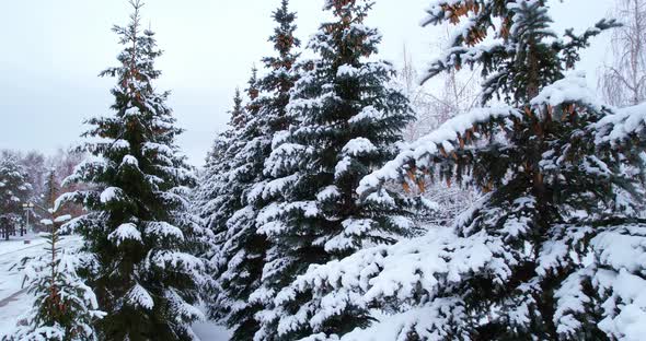 Snow Covered Fir Trees