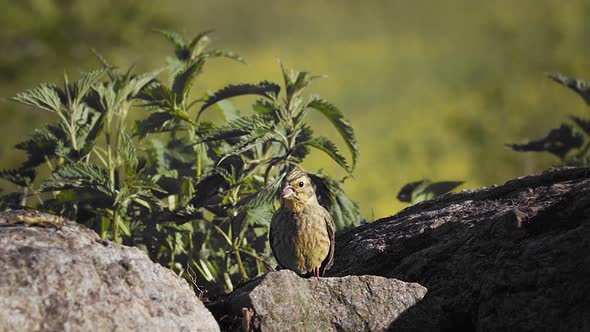 European Chaffinch Jumping Outdoors on Rocks Shallow Green Nature Background. Close Up Portrait of alt