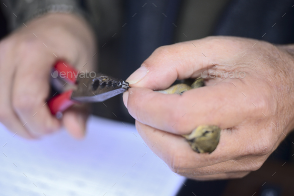 Capture of wild bird after leg identification ringing and body measurements for migration research. - Stock Photo - Images