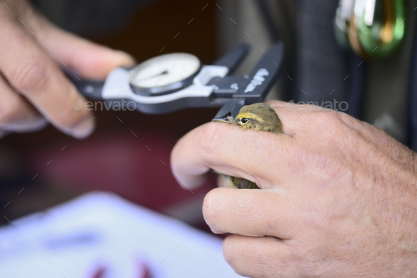 Capture of wild bird after leg identification ringing and body measurements for migration research. - Stock Photo - Images