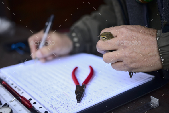 Capture of wild bird after leg identification ringing and body measurements for migration research. - Stock Photo - Images